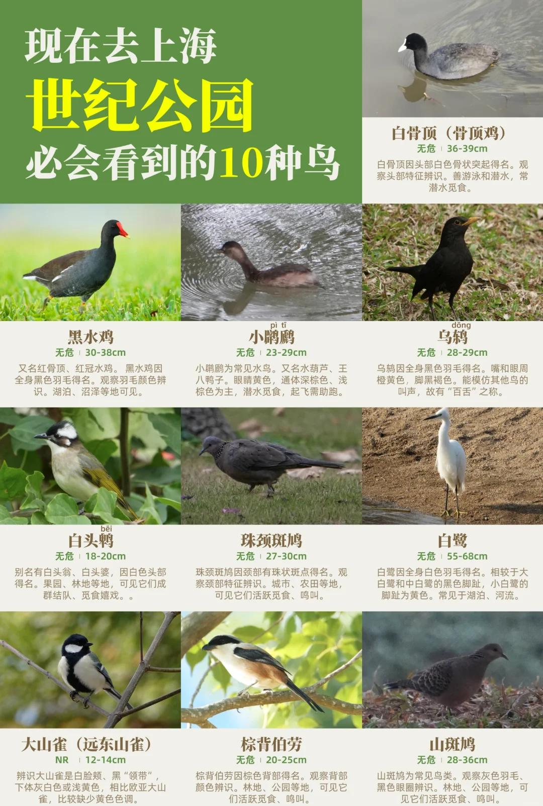 鸟贵族上海(鸟中贵族是什么鸟)